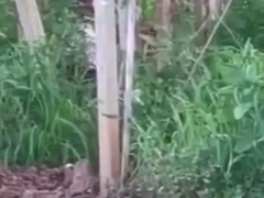 Spying Blonde Hooker Fucking In The Woods