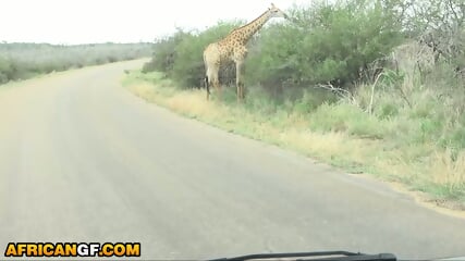 Horny Black Girlfriend Demands Big White Cock In The Middle Of Safari Trip Horny Black Girlfriend Demands Big White Cock In The Middle Of Safari Trip